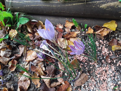 Crocus speciosus/sativus