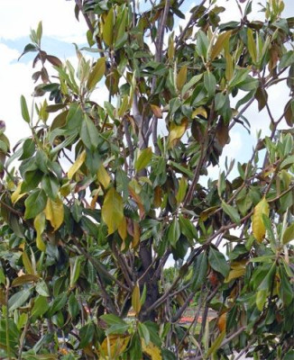 magnolie_hirsch_01.jpg