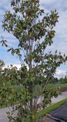 magnolie_hirsch_02.jpg