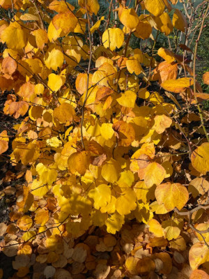 Lindera obtusiloba Oktober 2024.jpg