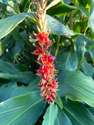 Hedychium Assam Orange Samen Okt 2024.jpg