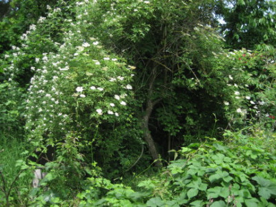 holunder_und_rosa_multiflora.jpg