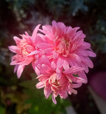 IMG_20241023_114922883_HDR~2.jpg