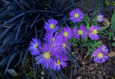 IMG_20241021_125305202_HDR~2.jpg