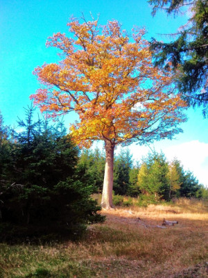 Eiche (Quercus) am Kantorberg.jpg