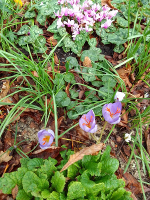 Crocus speciosus