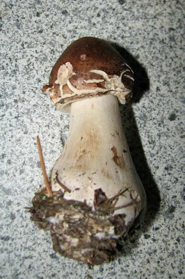 comp_3Pilz20.09.08.jpg_002.jpg