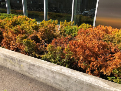 Taxus_Purpurea_maladensis.jpeg
