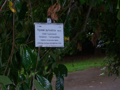 Nyssa sylvatica.jpg