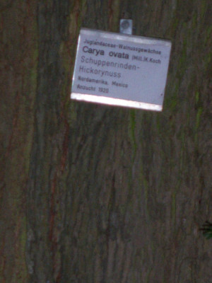 Carya ovata.JPG