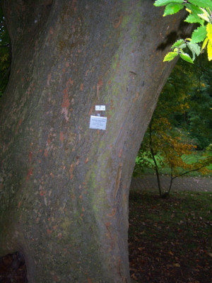 Zelkova carpinifolia.JPG