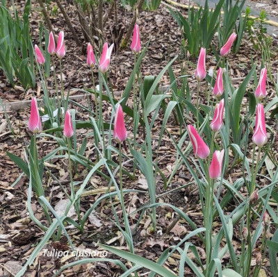 Tulipa_clusiana_20240409_163033_B.jpg