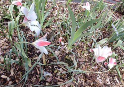 Tulipa_clusiana_20240418_143635_B.jpg