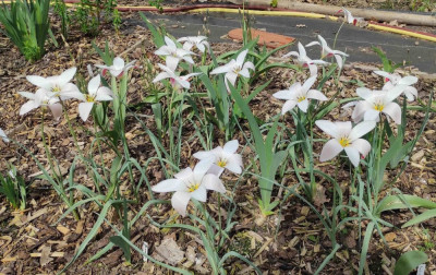 Tulipa_clusiana_20240413_131417_C.jpg