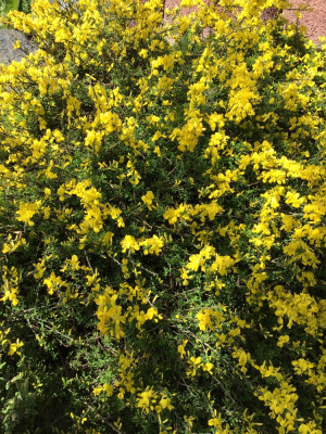 IMG_0175.jpeg