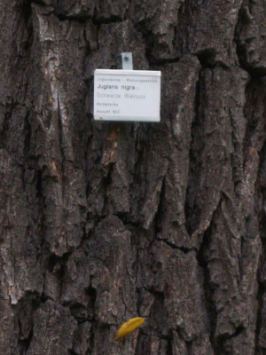 Juglans nigra.JPG