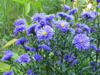20.September_2008_046kl.18_Aster_novi-belgii_dunkelviolett_nah.JPG
