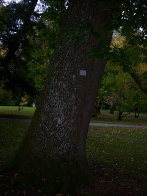 Carya cordiformis.JPG