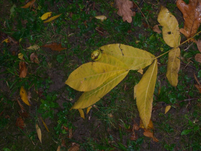 C. cordiformias.JPG