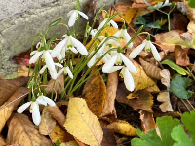 Galanthus