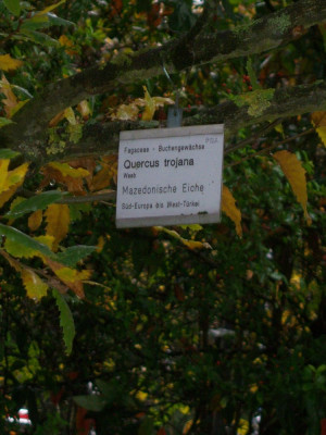 101_5340 Quercus trojana.JPG