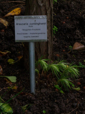 101_5324 Araucaria cunninghami.JPG