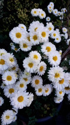 Chrysantheme