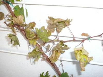 weinlaub_2.jpg