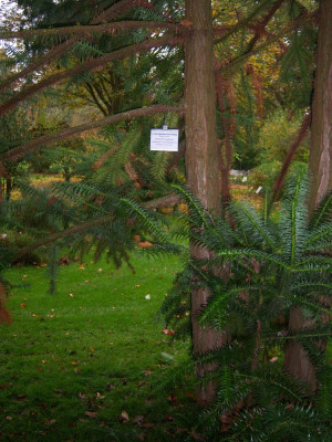 101_5459 Cunninghamia lanceolata.JPG