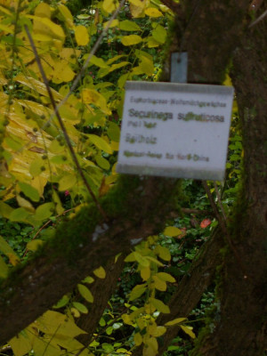 Securinega suffruticosa Beilholz.JPG