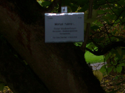 101_5290 Morus rubra.JPG