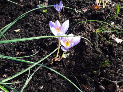 Crocus speciosus