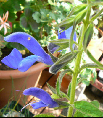 Salvia_patens_3.jpg