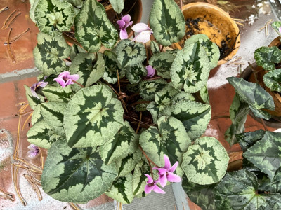Hederifolium, duftend
