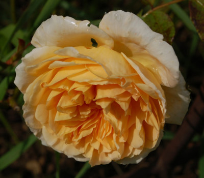 Crown_Princess_Margareta_0010___38234.jpg