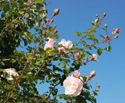 New_Dawn_0010__S2_38298.jpg