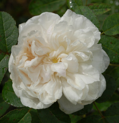 Marie_de_St._Jean_0010__K_38162.jpg