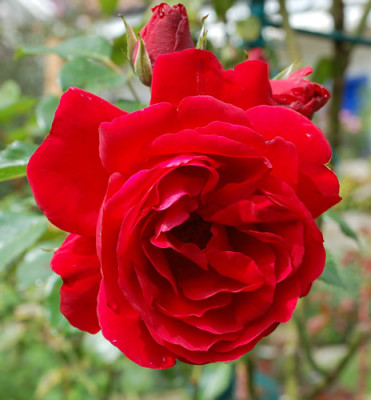 Pauls_Scarlet_Climber_0010__K2_38211.jpg