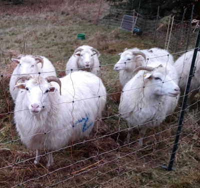 IMG-20241028-WA0006.jpeg