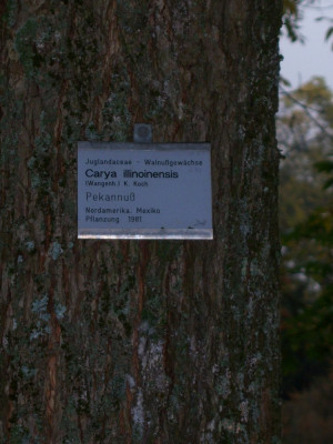 Carya illinoinensis.JPG
