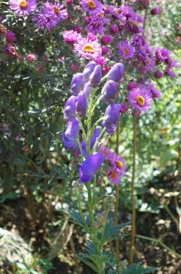 Herbst_Eisenhut_Aster_0010__R_38310.jpg
