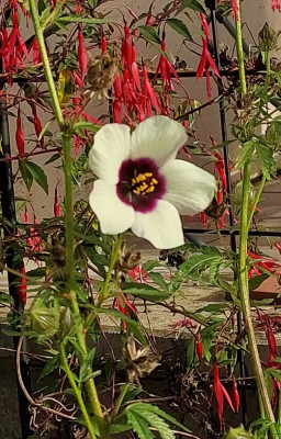 Hibiscus cannabinus und Fuchsien