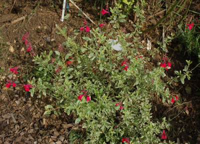 Panaschierter_Pfirsichsalbei_0010__H_38178.jpg