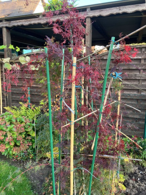 acer-4.jpg