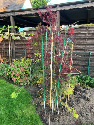acer-2.jpg