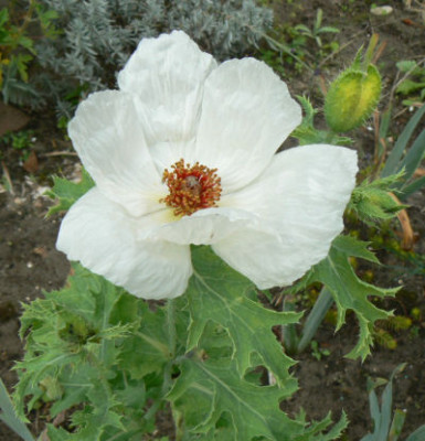 Argemone_08_09_21.jpg