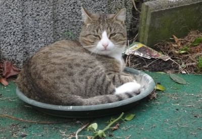willi09.jpg