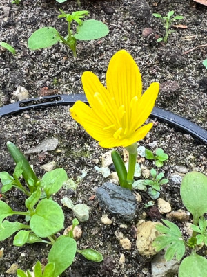 Sternbergia greuteriana