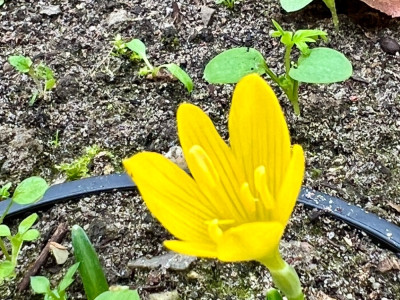 Sternbergia greuteriana