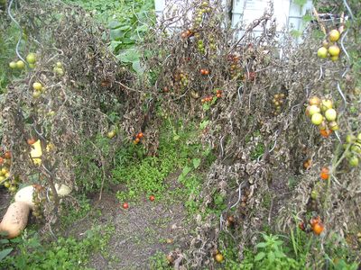 Tomaten_futsch.jpg